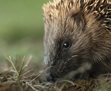 Jardin d'hiver accueillant avec nourriture pour nourrir les animaux du jardin en hiver